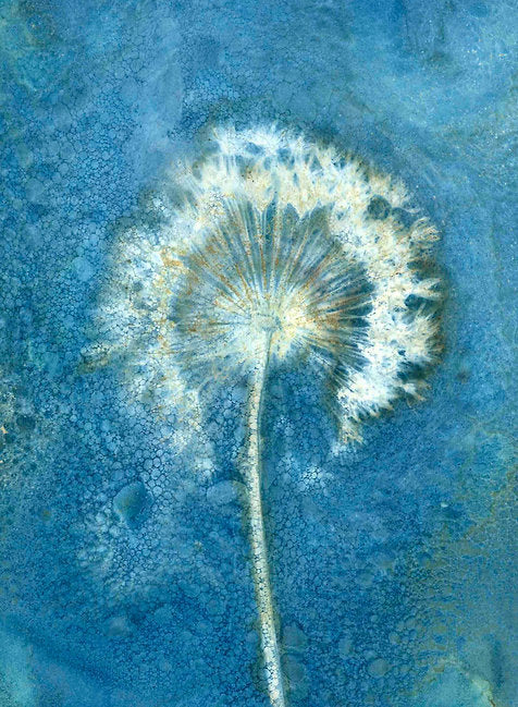 True Blue Card Set - LSA