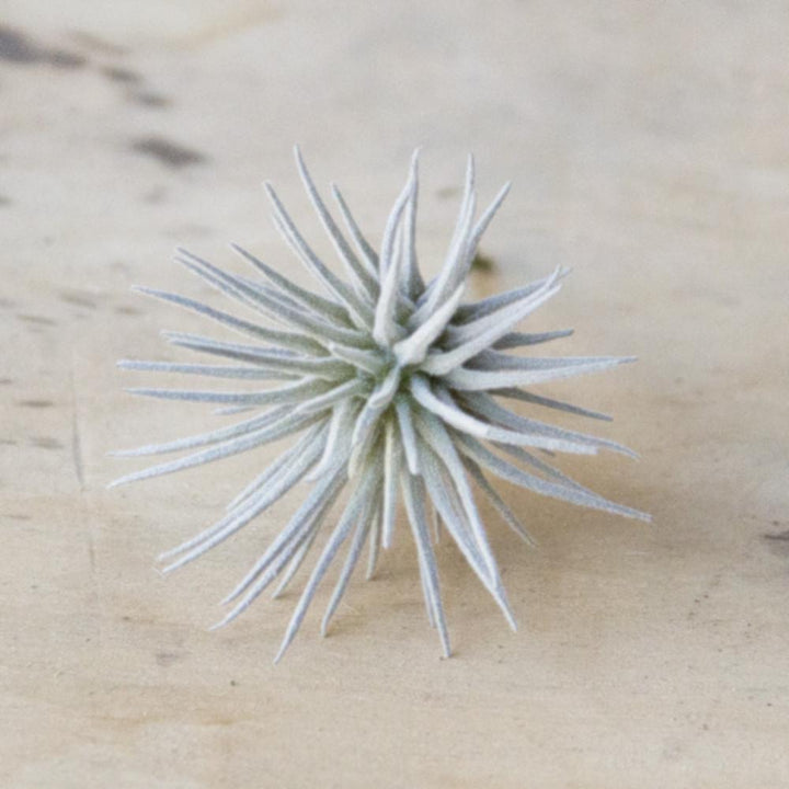 small faux air plants Faux Air Plant