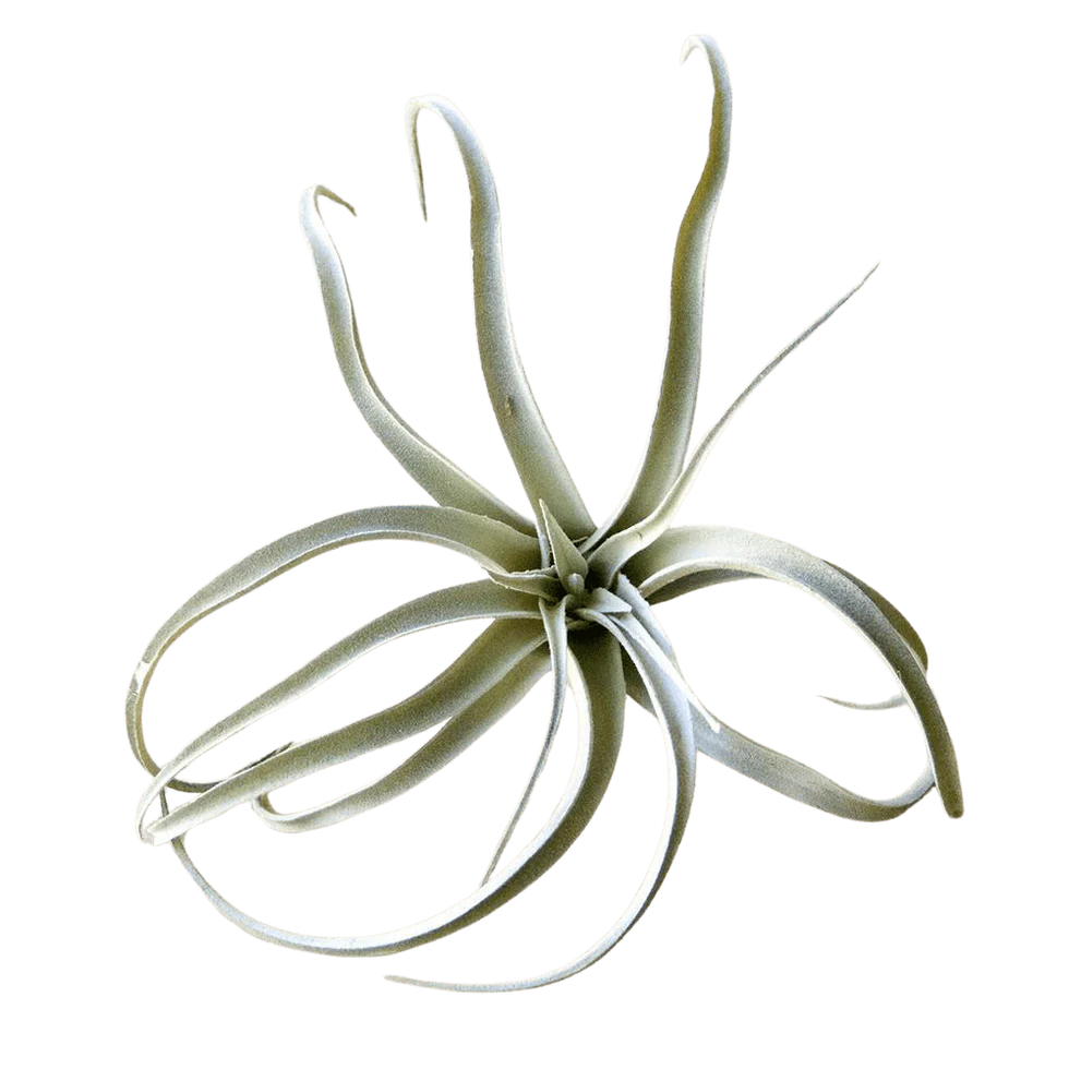 Faux Air Plant - X Large