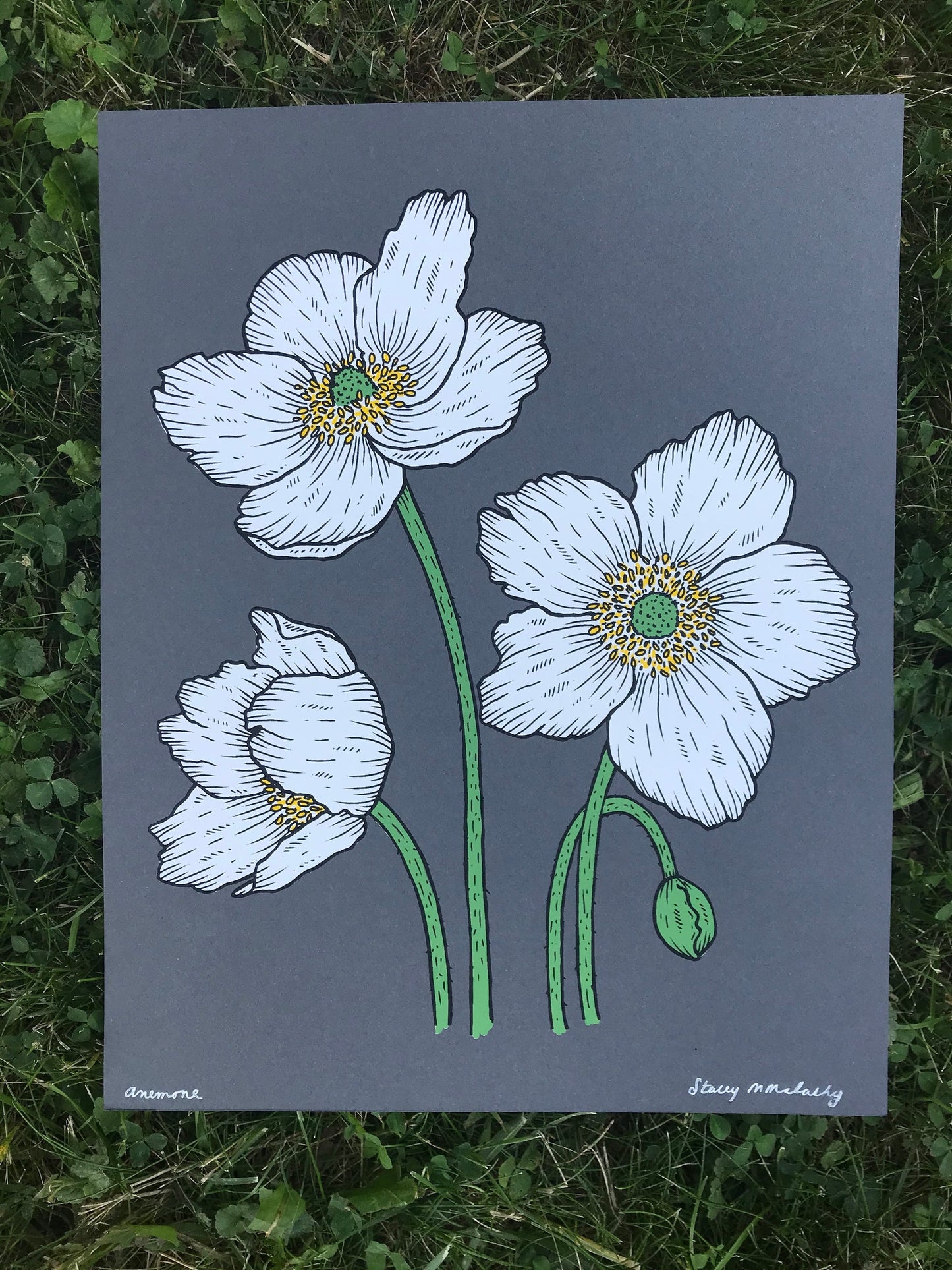 Anemone, 11x14