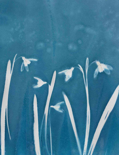 True Blue Card Set - LSA