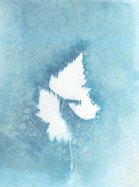 True Blue Card Set - LSA