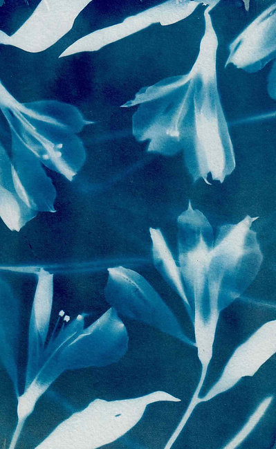 True Blue Card Set - LSA