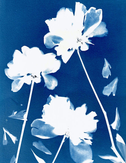 Peonies And Petals Print 8x10