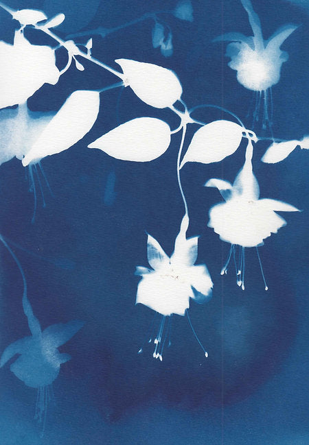 True Blue Card Set - LSA