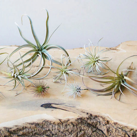 Faux Air Plant - X Large