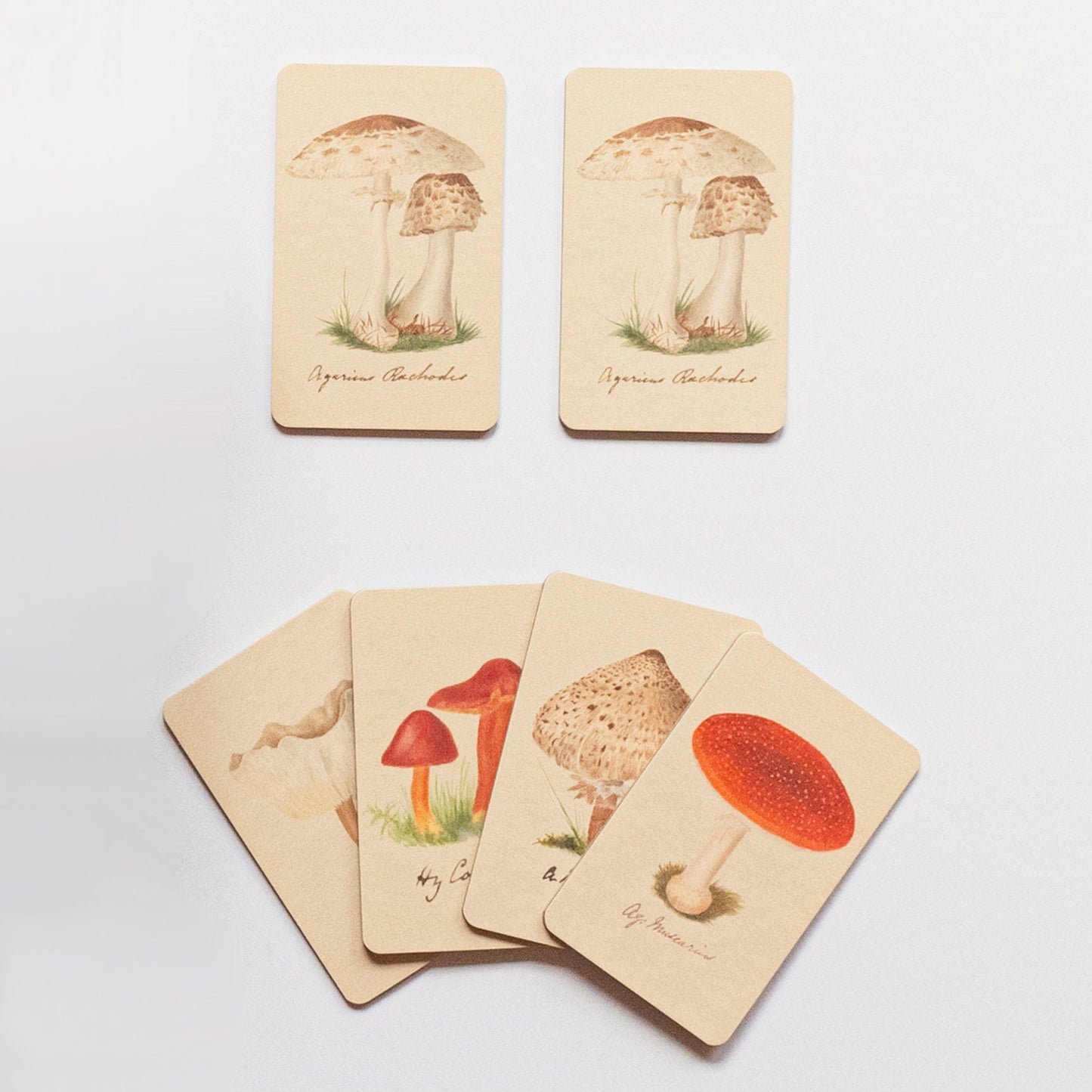 Fungi Matching Game