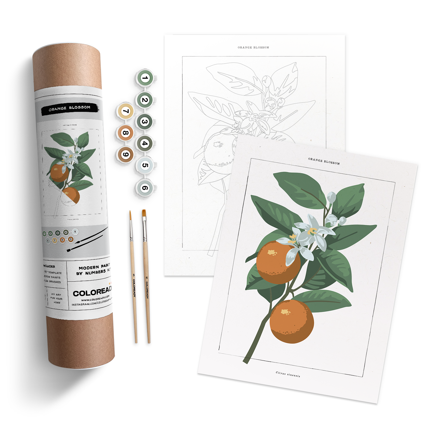 Orange Blossom Paint by Numbers